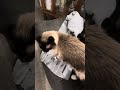 Siamese cats fighting