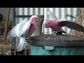 Backyard Bird feeding time, Galah's and Parrots