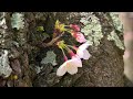 Nature: Cherry blossoms in Washington, D.C.