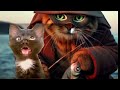 Cross  Eyed cat meme | viral cat saying  Huh meme🐱 New black kitten meme🐱🤣#cat #viral #trending