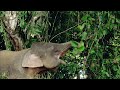 Wild Indonesia | Episode 1: Islands of Monsters | Free Documentary