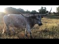 Longhorn Cattle at Murray Farm and Ranch