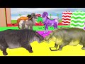 5 Giant Duck, Jaguar, Goat, Lion, Hippo, Cow, Transfiguration funny animal 2024