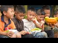 Harvest Ripe Papaya Goes To Market Sell - Cook papaya for pigs - Lunch with Ly Phuc An
