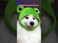 This video is for people with dogs 🐶#cute #puppy #funny #dogsofinstagram #dogshorts ib:pepelefuqyou