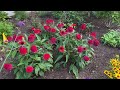 Side Yard Garden Tour | Here She Grows