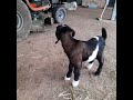 Baby Goat Movie Star