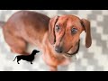 Hilarious Weiner dog Video Compilation #Sausage dog Around world #Dachshund #Puppies miniature Funny