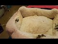 Surpising My Cat With A New Bed (Part 1)