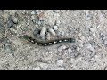 Shiny spots caterpillar