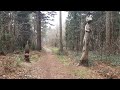 Finding  a Giant  Squirrel  in the Forest.