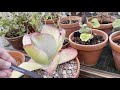 Mid-winter glasshouse tour