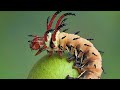 🤑सबसे खूबसूरत कीड़े जो आपका दोस्त बन सकते हैं || Most Beautiful Insects Can Be Your Friend🤑RP Facts