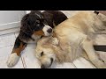 How the Golden Retriever and the Bernese Mountain Dog Became Best Friends [Compilation]