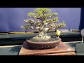 BONSAI SMALL / MAME PIALA PRESIDEN RI 2024