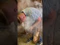 LONG HOOVES get treated by JOURNEYMAN FARRIER