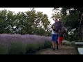 Farming Lavender!