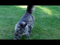 Maine Coon  always comes when you call him...
