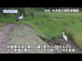 笠間市にコウノトリが飛来