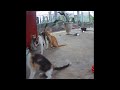 😅 You Laugh You Lose Dogs And Cats 😂😹 Best Funny Cats Videos 2024 🐶😸