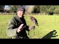 Pt. 5  HOW TO TRAIN A HARRIS HAWK; Creance line call offs and more