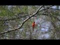 Northern Cardinal singing to other Cardinals from our backyard