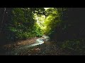 8 HOURS Forest Rain ASMR Sleep Sounds 🌧️🌲 River Calm | Relaxation#relax  #sleepmusic