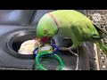 Parrot talk everything