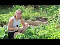 BIG July 2024 Garden HAUL! HARVEST With Me!  Zone 6B Pennsylvania