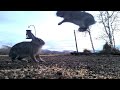 Flying Wild Bunnies on Quail Cam 12-08-2022