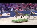 Macho at the Oregon Trophy- KWPN Stallion Show 2023