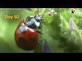 The Stunning Life Cycle Of A Ladybug | The Dodo