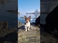 A day in the life of Ronja the Jack Russell Terrier