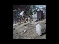 🙀🙀 Try Not To Laugh Dogs And Cats 🙀😘 Best Funny Animal Videos # 17