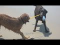 Dogs at the Beach 08