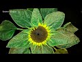 Sunflower growing time lapse 42 days of growing - 4k  #greentimelapse #gtl #timelapse