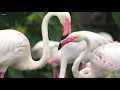Pink Flamingos - 4K Video - Flamingo Bird Collection With Relaxing Music