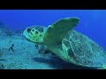 Biggest Sea Turtle in the Caribbean