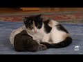 Adorable German Shorthaired Pointer Puppies Make Friends with Kitten | Too Cute! | Animal Planet