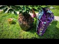 MOVING PLANTS IN THE GARDEN, washing white stones