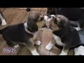 Beagle Puppies from Birth to 4 weeks