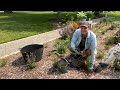 Planting Hydrangeas and Grasses in the Fall 🌼🌿🍂 || Wyse Guide