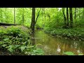 Tranquil Stream in the Green Woods - Peaceful Nature Sounds