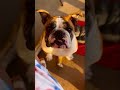 Why English Bulldogs are THE BEST (and the worst)