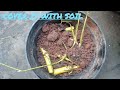 Propogate bamboo from cuttings| Golden Bamboo| without rooting hormone| @Gardening Everything
