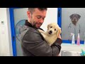 1 Month Compilation with Golden Puppy Leo : A Month of fun 🐾