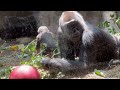 Mokolo’s family- Adorable infant and mom gorillas.Kebi,Kunda,Freddy,Jameela,Kayembe.