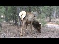 Elk attack my campsite!!!