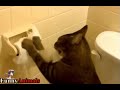 😹BAD KITTY!! Cat SHREDS Toilet Paper😸