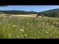 Beautiful Meadow For Relaxing and Mindful Meditation